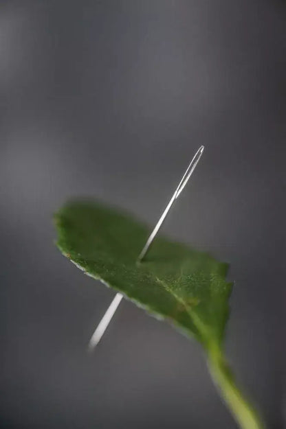 Needle on a green leaf against a dark background